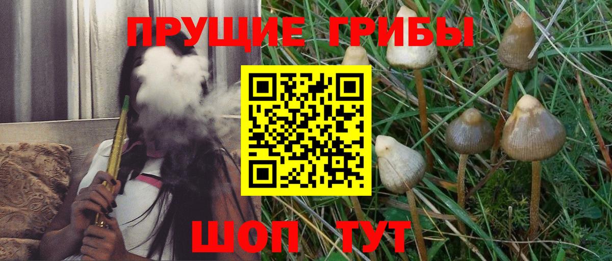 Псилоцибиновые грибы Psilocybe Нефтекумск